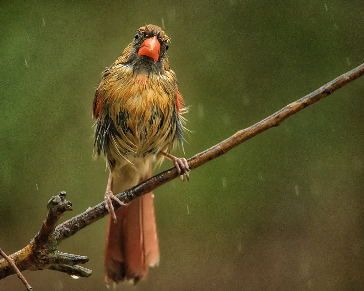 2nd PrizeNature In Class 3 By Leon Smith For Very Soggy Cardinal APR-2022.jpg